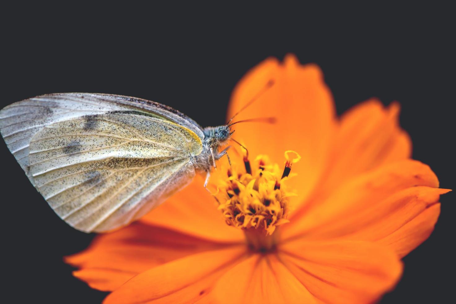 Proceso de creación de arreglo floral estacional
